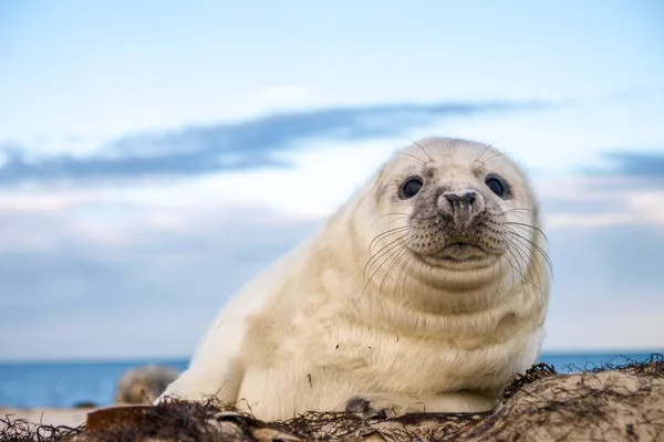 Young puppy seal — Stock Photo, Image