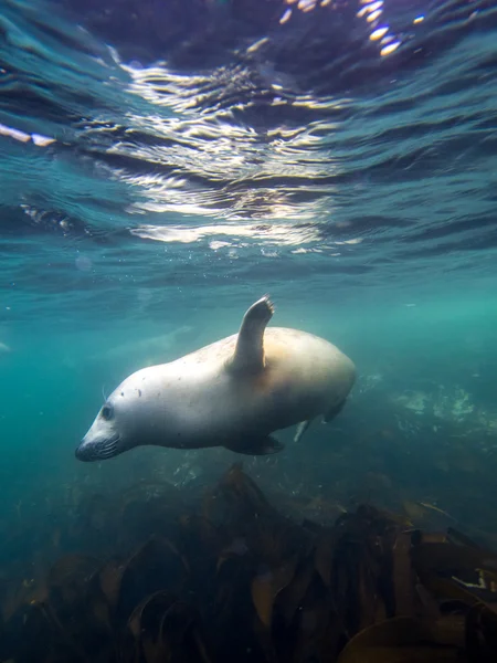 Grijze zeehond in Noordzee — Stockfoto