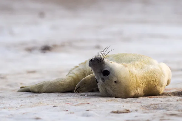 Jonge grijs seal pup — Stockfoto