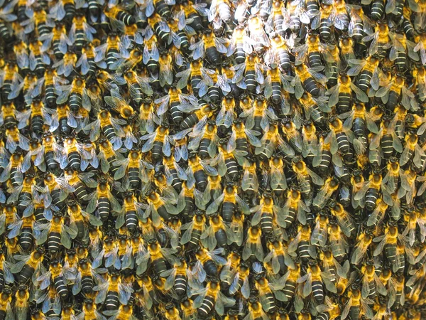 Wild Himalaya bijen — Stockfoto