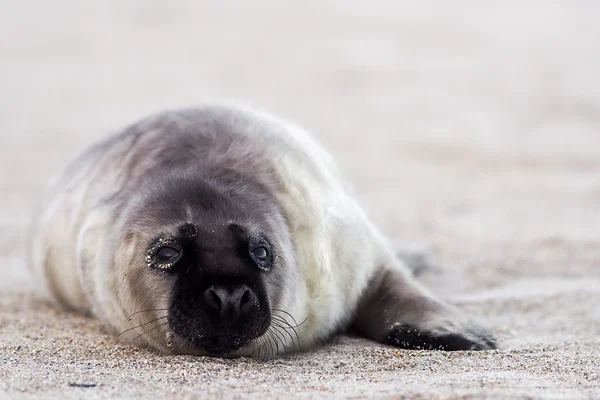 Young grey puppy seal — Stock Photo, Image