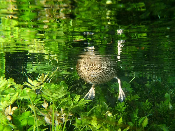 Pato subaquático — Fotografia de Stock