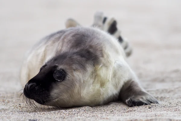 Anjing laut abu-abu muda — Stok Foto