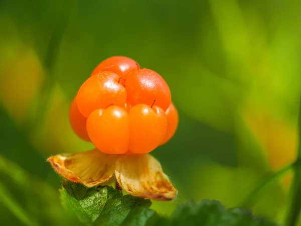 Reife Beeren-Moltebeere — Stockfoto