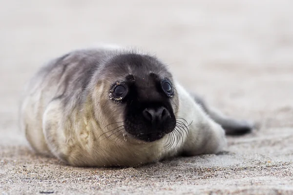 Молода сіра тюлень цуценя — стокове фото