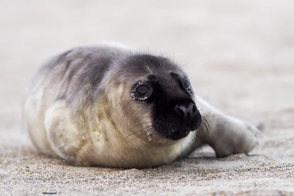 Joven foca cachorro gris — Foto de Stock