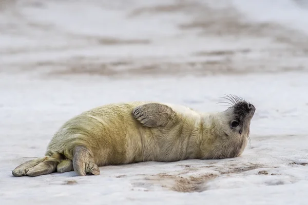 Giovane cucciolo di foca grigio — Foto Stock