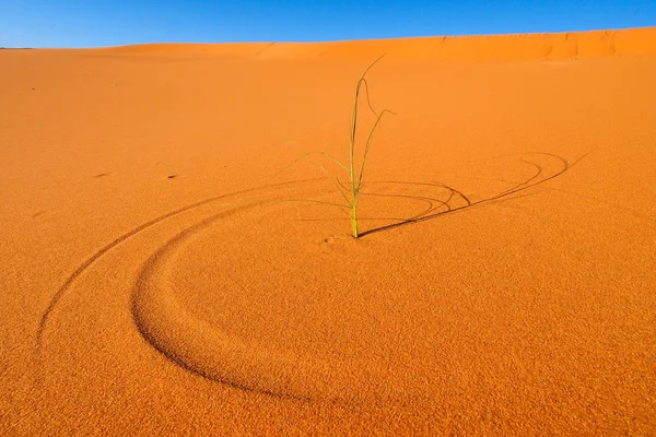 Wydmy pustyni sahara — Zdjęcie stockowe