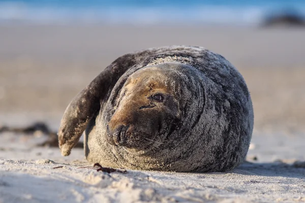 Seal abu-abu — Stok Foto