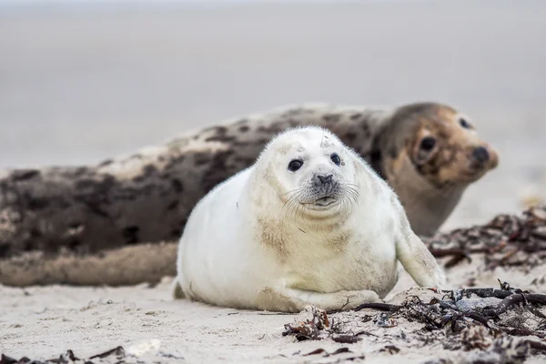 Jonge grijs pup zegel — Stockfoto