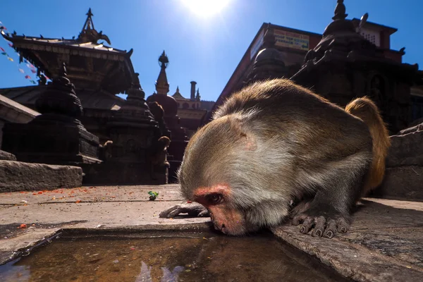 Małpa wody pitnej w swayambhunath stupa — Zdjęcie stockowe