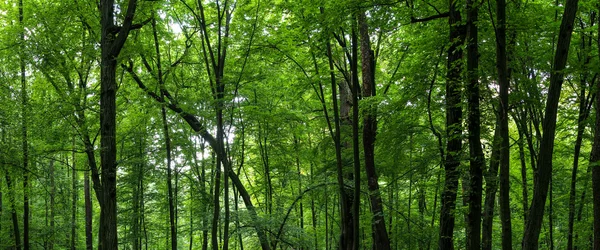 Huge forest panorama — Stock Photo, Image