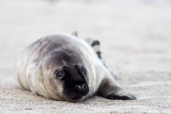 Joven foca cachorro gris — Foto de Stock