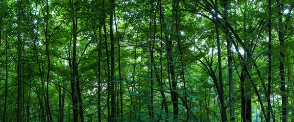 Ogromnym lesie panorama — Zdjęcie stockowe