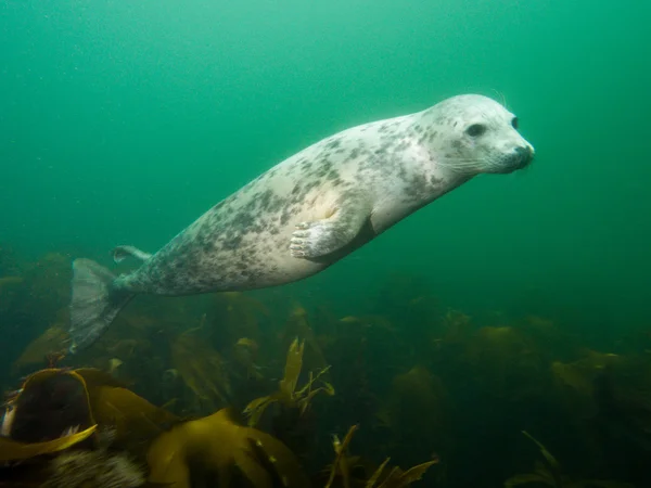 Серый тюлень в Северном море — стоковое фото