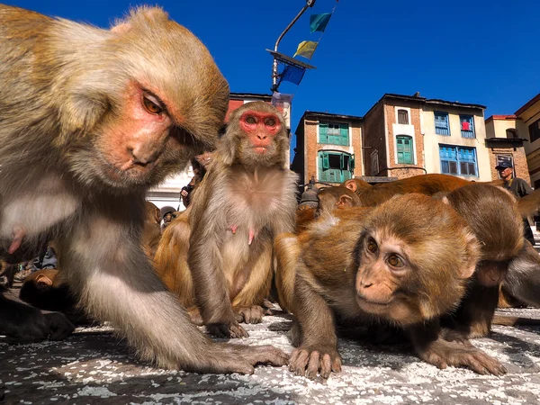 Macaco rhesus — Fotografia de Stock