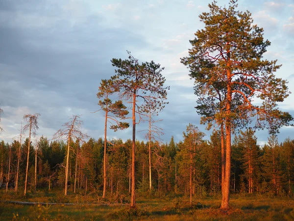 Solen skiner genom skogen — Stockfoto