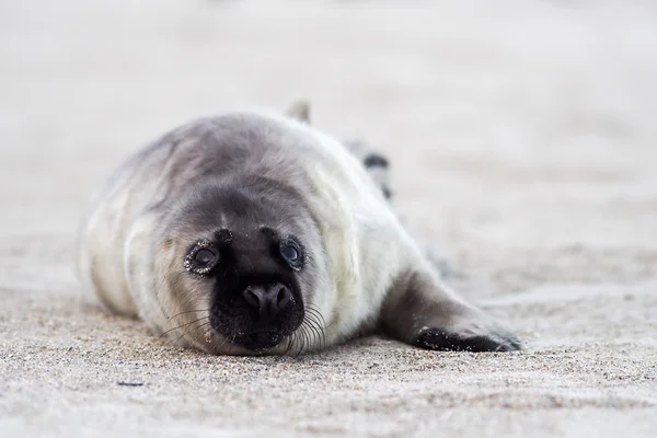 Young grey puppy seal — Stock Photo, Image