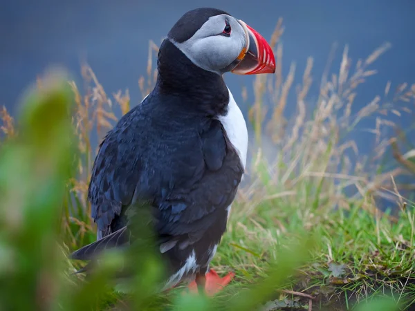 Roztomilý Papuchalk bělobradý na Islandu — Stock fotografie