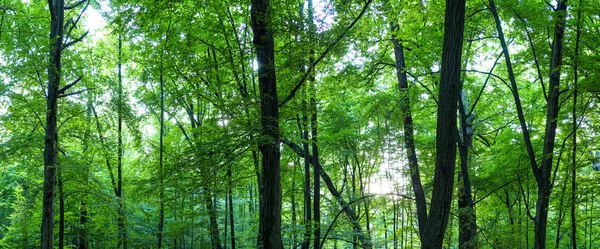 巨大な森のパノラマ — ストック写真