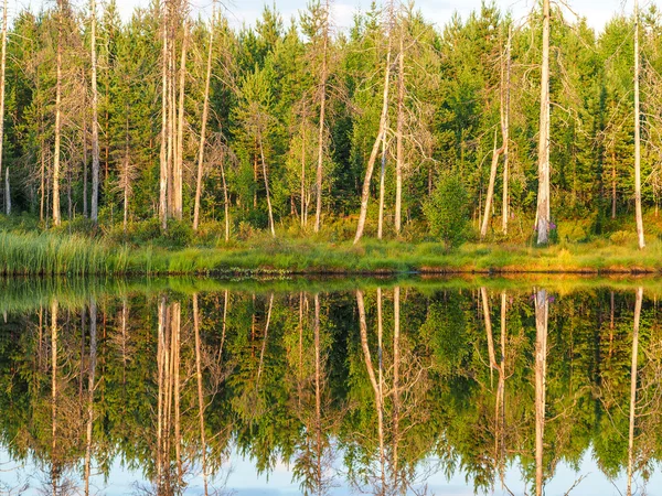 Reflexão da floresta na lagoa — Fotografia de Stock