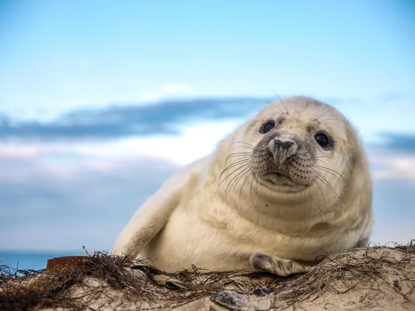 Giovane cucciolo di foca — Foto Stock