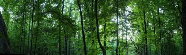 Obrovské lesní panorama — Stock fotografie