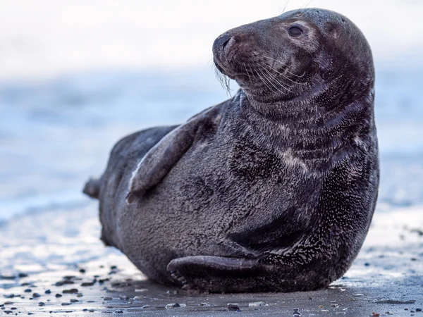 Grijze zegel op strand — Stockfoto