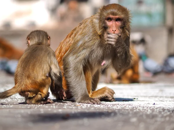 Macaco sentado em swayambhunath stupa — Fotografia de Stock