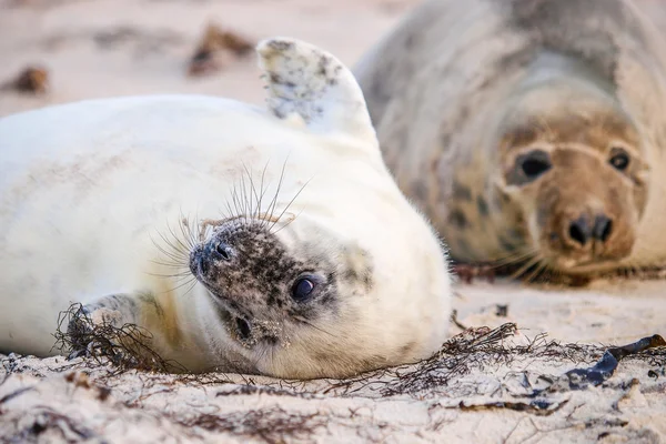 Young Grey Seal pup — Stock Photo, Image