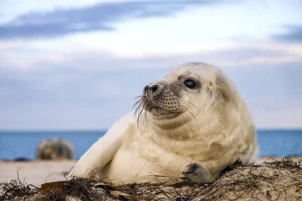 Young puppy seal — Stock Photo, Image