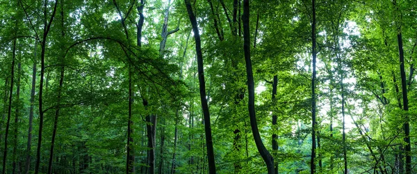 Riesiges Waldpanorama — Stockfoto