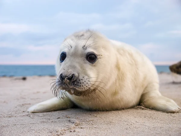 Giovane cucciolo di foca — Foto Stock