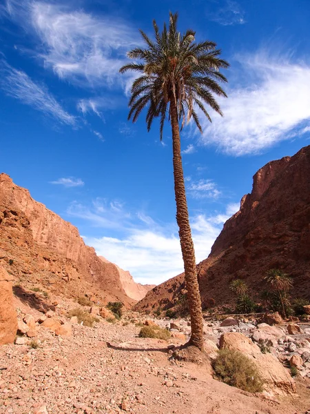 Palme in der Todra-Schlucht — Stockfoto