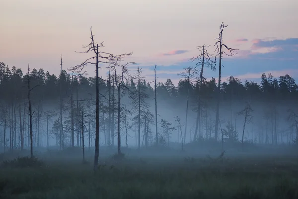 El sol brilla a través del bosque — Foto de Stock