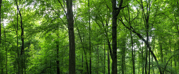 Огромная панорама леса
