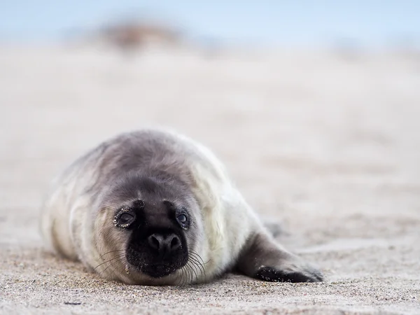 Young grey puppy seal — Stock Photo, Image