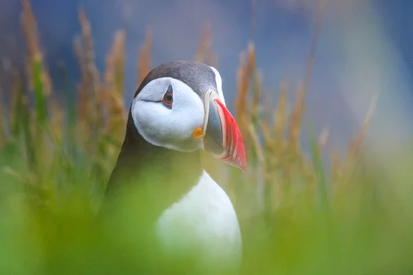 可爱的大西洋海雀，在冰岛 — 图库照片