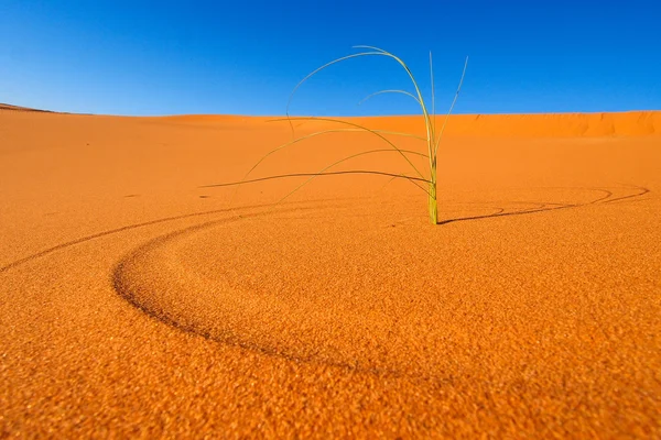 सहारा रेगिस्तान में रेत ड्यून — स्टॉक फ़ोटो, इमेज