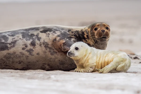 Baby grijs zegel — Stockfoto