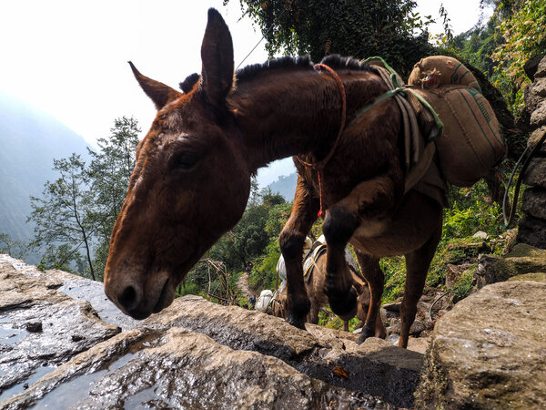 Donkeys carrying heavy loads