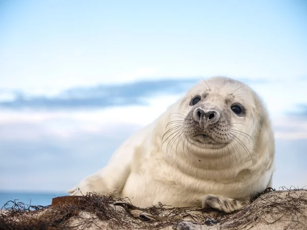 Ung valp sigill — Stockfoto