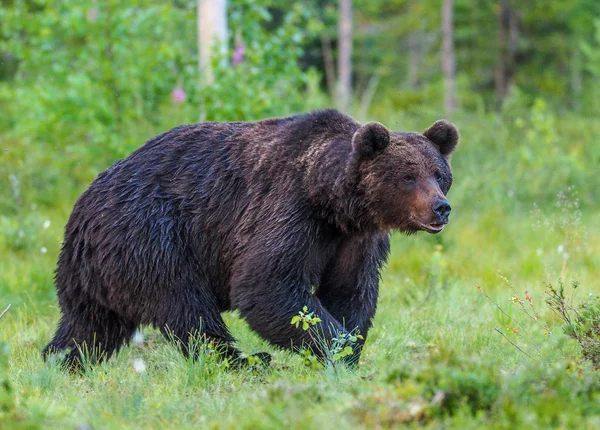 Bruine beer — Stockfoto