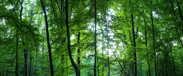 巨大的森林全景 — 图库照片