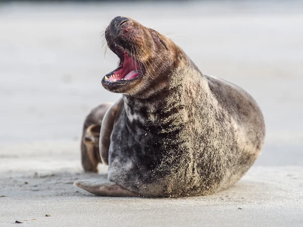 Grey Seal — Stock Photo, Image