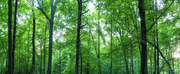 Riesiges Waldpanorama — Stockfoto