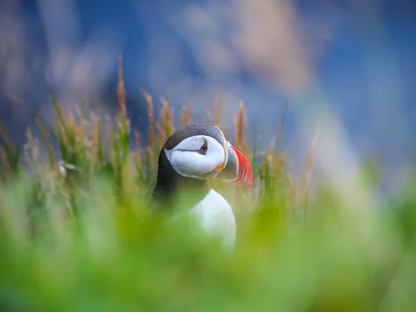 Schattig Atlantische papegaaiduiker in IJsland — Stockfoto