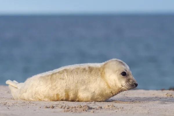 Joven foca cachorro gris — Foto de Stock