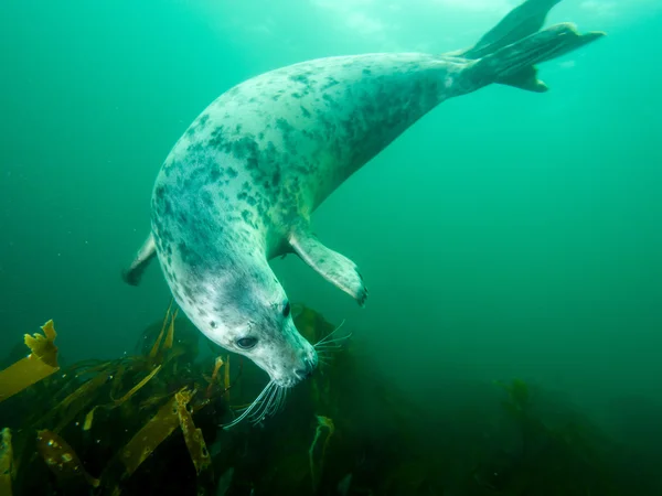 Grijze zeehond in Noordzee — Stockfoto