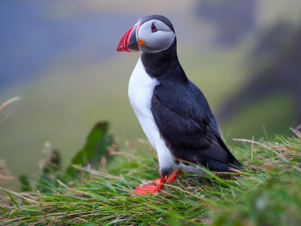 Schattig Atlantische papegaaiduiker in IJsland — Stockfoto